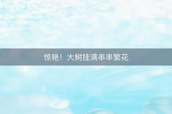 惊艳！大树挂满串串繁花